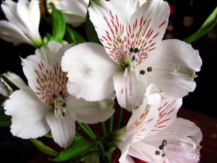 Картинка цветы альстромерия крапинки