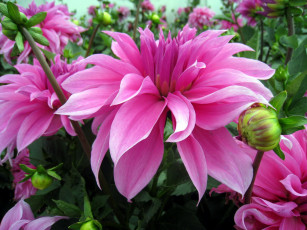 Картинка цветы георгины розовый