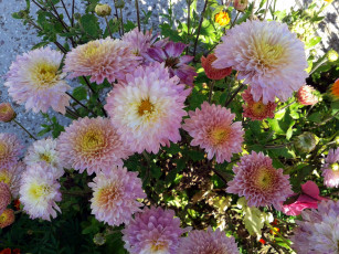 Картинка цветы хризантемы куст