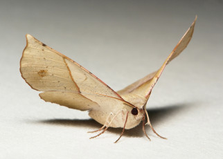 Картинка животные бабочки +мотыльки +моли itchydogimages макро моль крылья усики узор