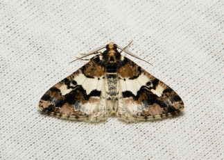 Картинка животные бабочки +мотыльки +моли крылья моль вязаное полотно макро itchydogimages