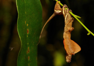 Картинка животные гусеницы itchydogimages макро веточка листья гусеница