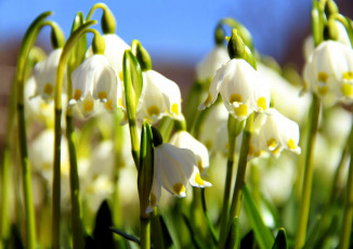 Картинка цветы подснежники +белоцветники +пролески первоцветы