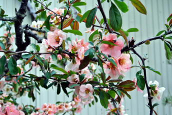 Картинка цветы айва весна цветение