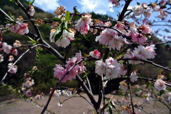 Картинка цветы цветущие+деревья+ +кустарники весна