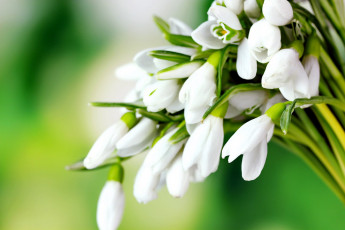 Картинка цветы подснежники +белоцветники +пролески первоцветы