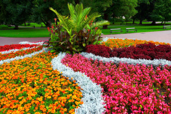 Картинка цветы разные+вместе бегония бархатцы клумба