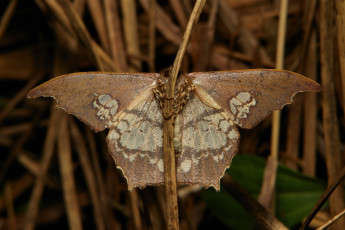 Картинка животные бабочки +мотыльки +моли травинка макро бабочка itchydogimages мотылёк крылья