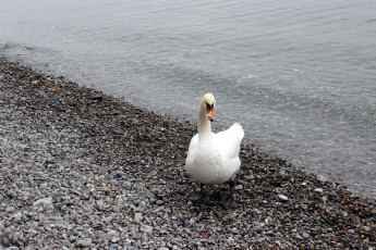 Картинка животные лебеди камни вода