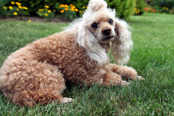 Картинка животные собаки пудель