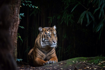 Картинка животные тигры тигр