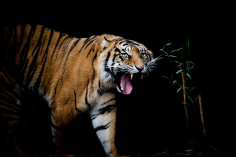 Картинка животные тигры тигр