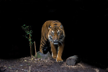 Картинка животные тигры тигр