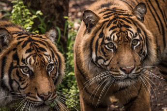 Картинка животные тигры тигр