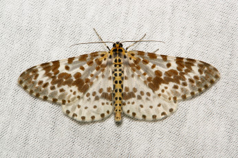 Картинка животные бабочки +мотыльки +моли itchydogimages макро вязаное полотно моль крылья