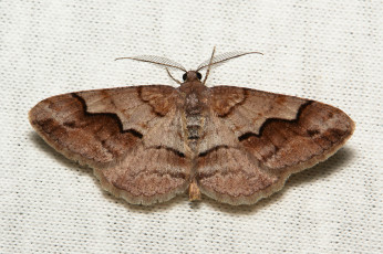 Картинка животные бабочки +мотыльки +моли itchydogimages макро моль мотылёк