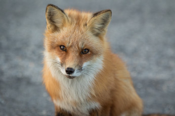 Картинка животные лисы лисичка