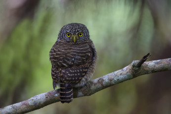 Картинка животные совы ветка птица сова