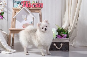 Картинка животные собаки шпиц белый милый цветы