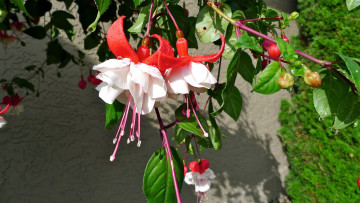 Картинка цветы фуксия бутоны