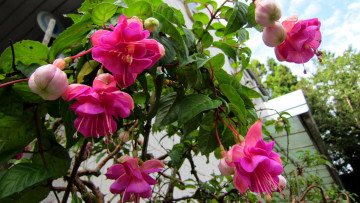 Картинка цветы фуксия розовый