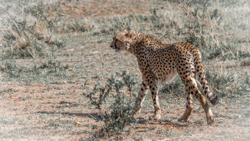 Картинка животные гепарды гепард