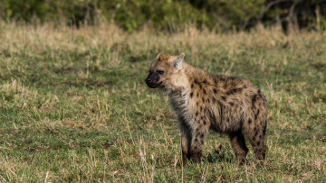 Картинка животные гиены +гиеновые+собаки гиена
