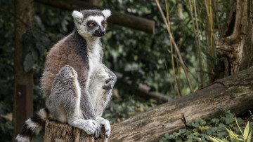 Картинка животные лемуры лемур
