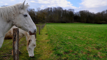 Картинка животные лошади взгляд