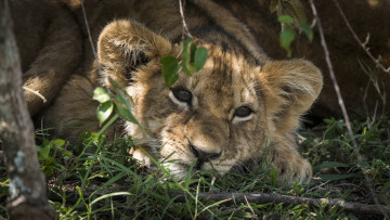 Картинка животные львы львенок