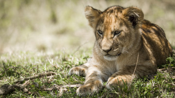 Картинка животные львы львенок