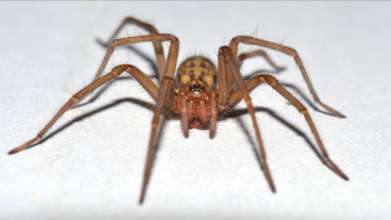 Картинка животные пауки паук