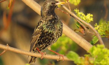 Картинка животные птицы скворец ветка