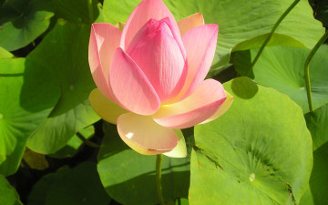 Картинка цветы лотосы буток