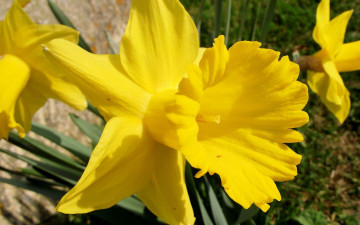 Картинка цветы нарциссы желтый
