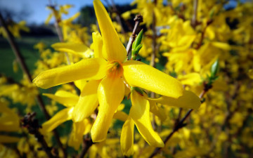 Картинка цветы желтый