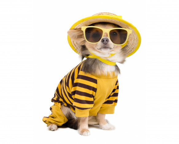 Обои картинки фото животные, собаки, собака, чихуахуа, очки, шляпа, майка