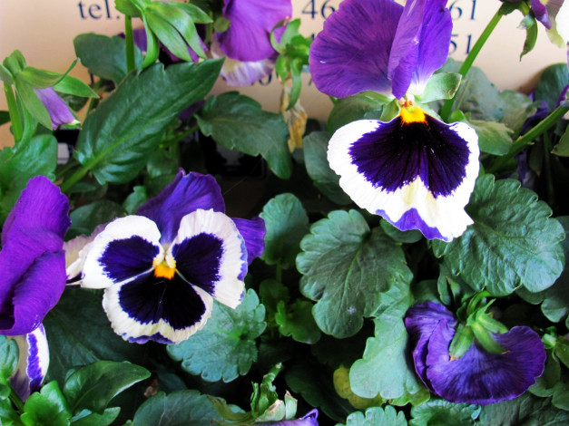 Обои картинки фото цветы, анютины глазки , садовые фиалки, макро