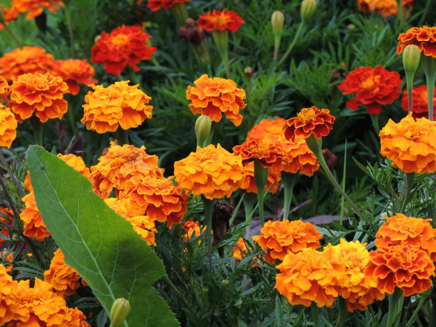 Обои картинки фото цветы, бархатцы, оранжевый