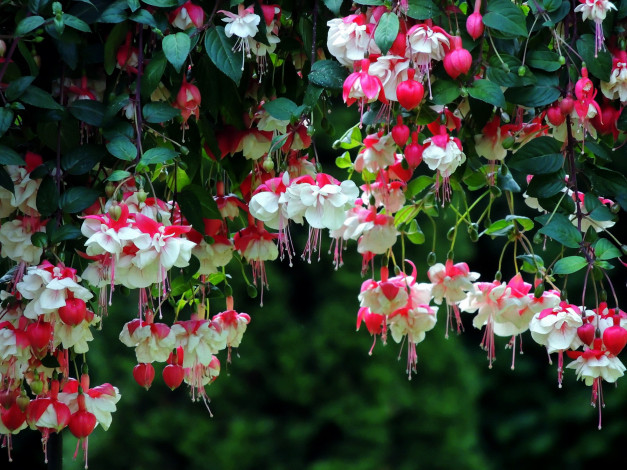 Обои картинки фото цветы, фуксия, много