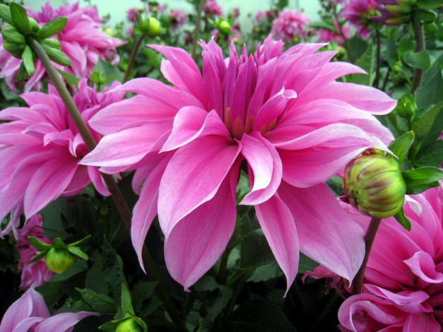 Обои картинки фото цветы, георгины, розовый