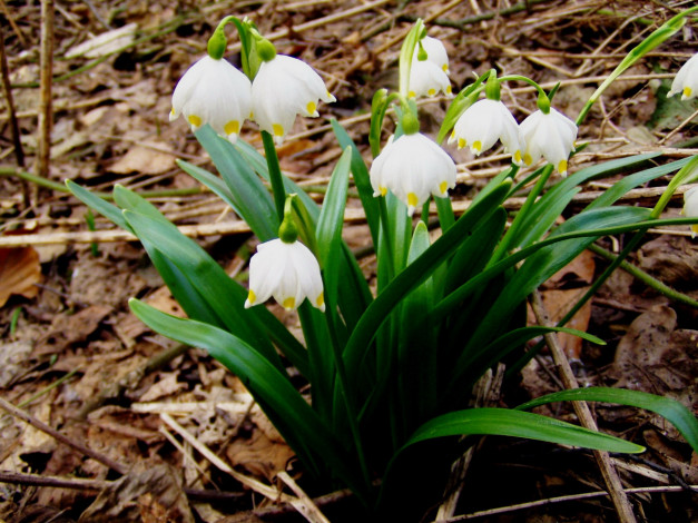 Обои картинки фото цветы, подснежники,  белоцветники,  пролески, первоцветы