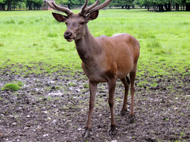 Обои картинки фото животные, - другое, луг