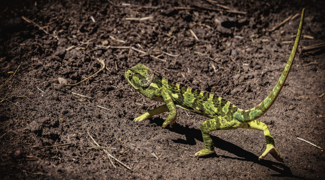 Обои картинки фото животные, Ящерицы,  игуаны,  вараны, ящерка