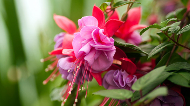 Обои картинки фото цветы, фуксия, макро