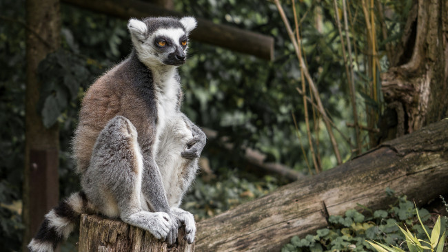 Обои картинки фото животные, лемуры, лемур