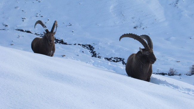 Обои картинки фото животные, овцы,  бараны, козлы, снег
