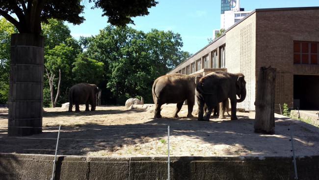 Обои картинки фото животные, слоны, вольер, семья