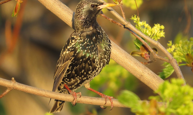 Обои картинки фото животные, птицы, скворец, ветка