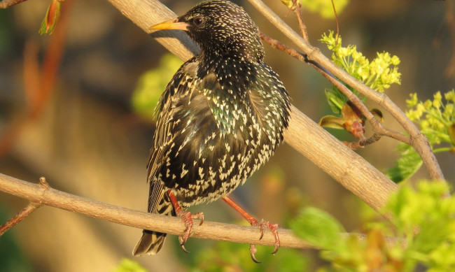 Обои картинки фото животные, птицы, ветка, скворец